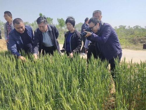 喬日紅調研指導絳縣小麥凍害，推進農業技術推廣助力生產