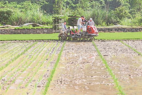 科技賦能農(nóng)耕新畫(huà)卷 岑鞏縣注溪鎮(zhèn)水稻種植基地的現(xiàn)代化插秧實(shí)踐