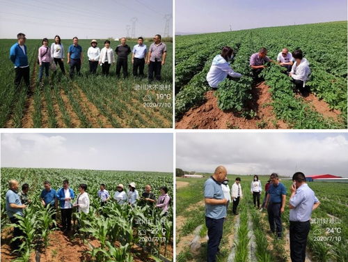 自治區(qū)農(nóng)業(yè)技術(shù)推廣站專家赴武川縣督導(dǎo)農(nóng)作物試驗(yàn)示范項(xiàng)目